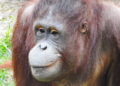 The story of albino orangutan Alba