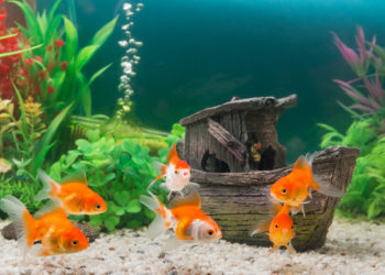 Goldfish’s suitable water temperature