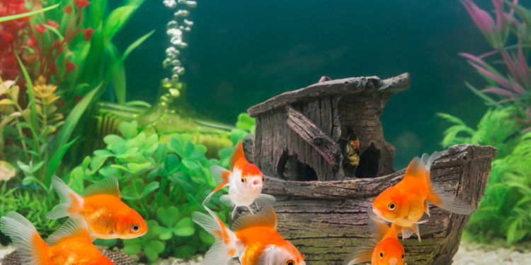 Goldfish’s suitable water temperature