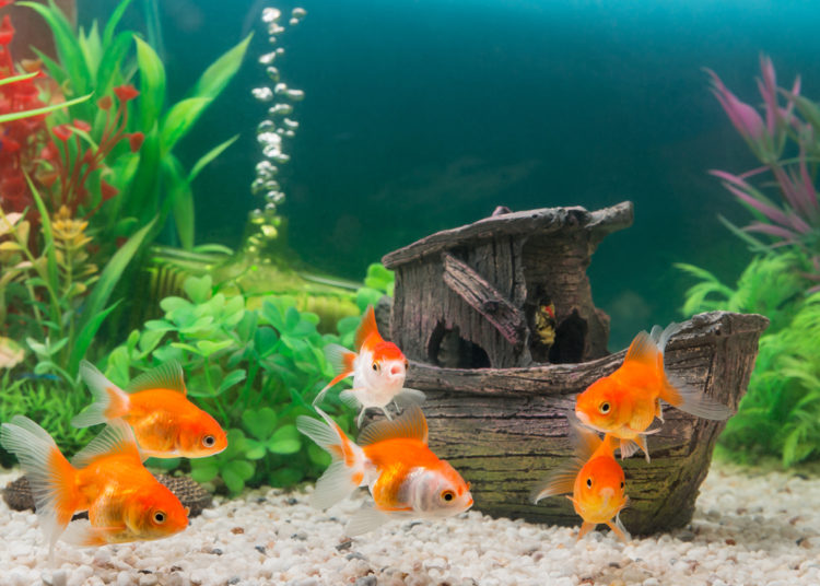 Goldfish’s suitable water temperature
