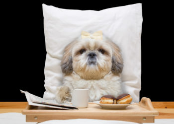 This luxury resort in Dubai is heaven for dogs