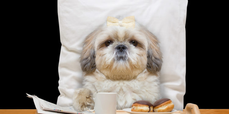 This luxury resort in Dubai is heaven for dogs