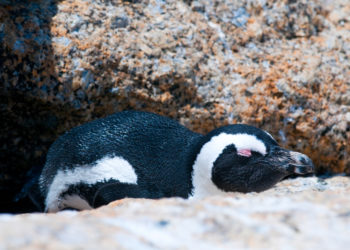 Scientists find man-sized prehistoric penguin that lived 60 million years ago