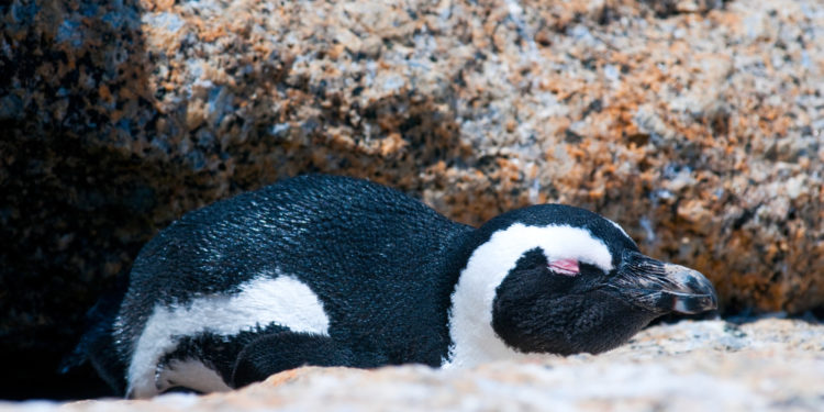 Scientists find man-sized prehistoric penguin that lived 60 million years ago